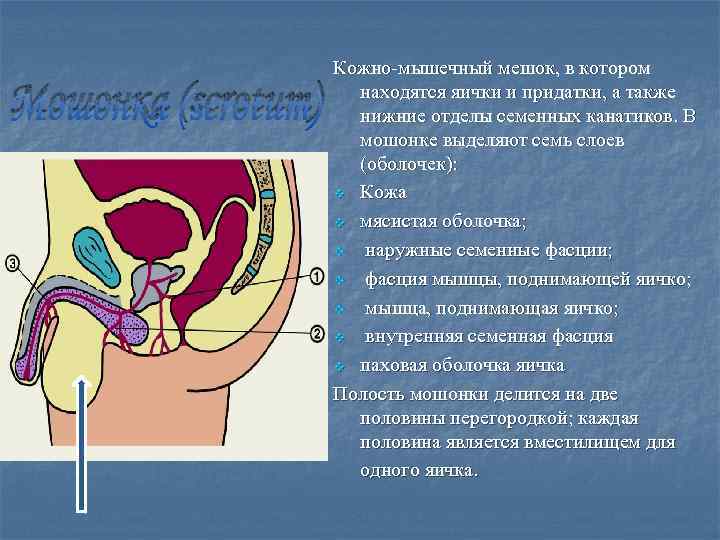 Мошонка (scrotum) Кожно-мышечный мешок, в котором находятся яички и придатки, а также нижние отделы