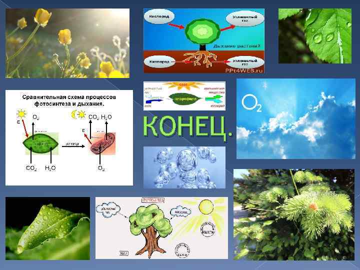 Организмы способные к фотосинтезу называют. Схема фотосинтеза 6 класс биология. Сравнительная схема процессов фотосинтеза и дыхания. Схема взаимосвязи процессов фотосинтеза. Сравнительная схема процессов фотосинтеза.