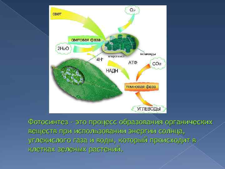 Фотосинтез - это процесс образования органических веществ при использовании энергии солнца, углекислого газа и