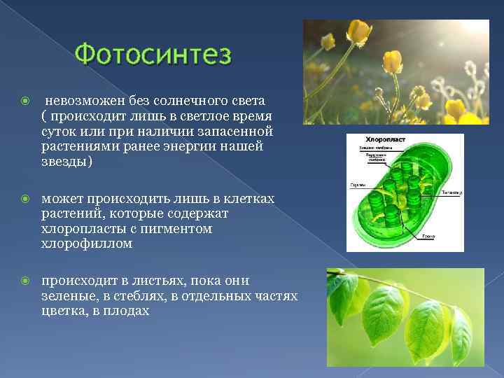 Органоиды принимающие участие в фотосинтезе. Фотосинтез. Фотосинтез это в биологии. Фотосинтез по биологии 6 класс. Какой процесс происходит в листьях растений?.