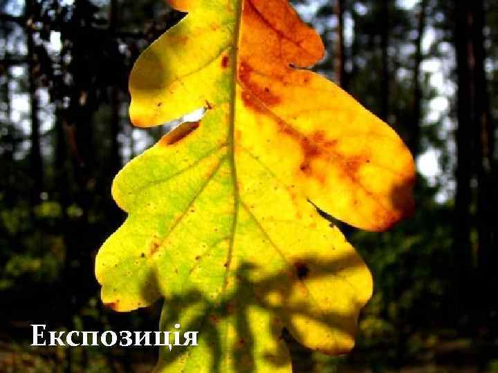 Експозиція 