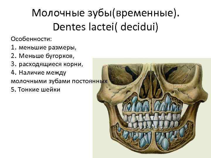 Проект молочные зубы