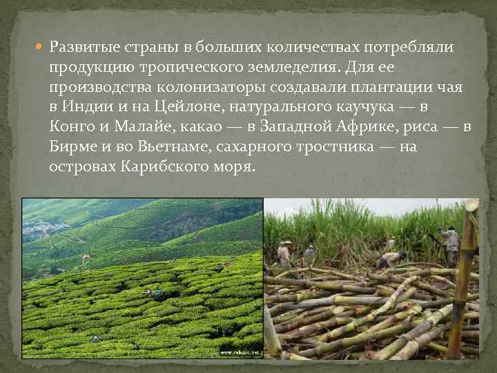  Развитые страны в больших количествах потребляли продукцию тропического земледелия. Для ее производства колонизаторы