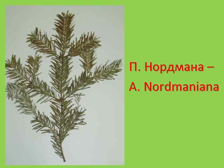 П. Нордмана – A. Nordmaniana 