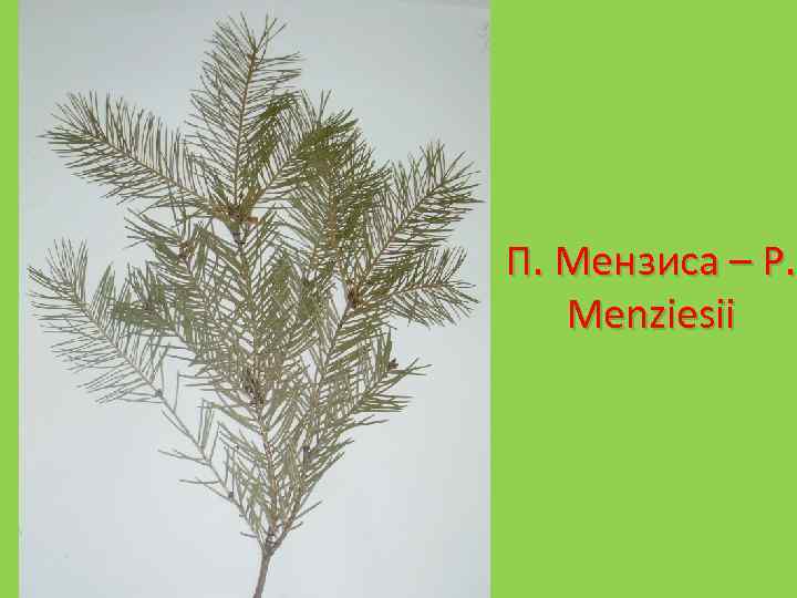 П. Мензиса – P. Menziesii 