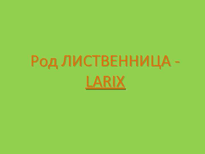 Род ЛИСТВЕННИЦА LARIX 