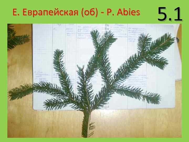 Е. Еврапейская (об) - P. Abies 5. 1 