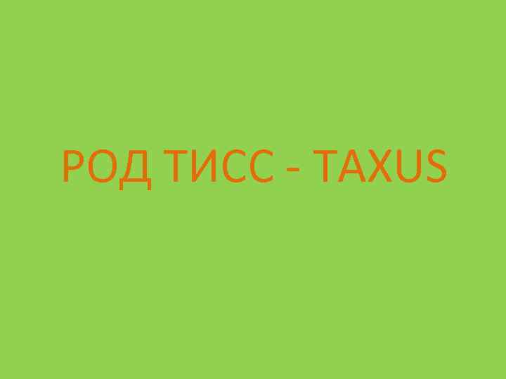 РОД ТИСС - TAXUS 