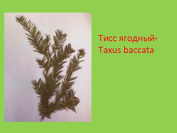 Тисс ягодный. Taxus baccata 
