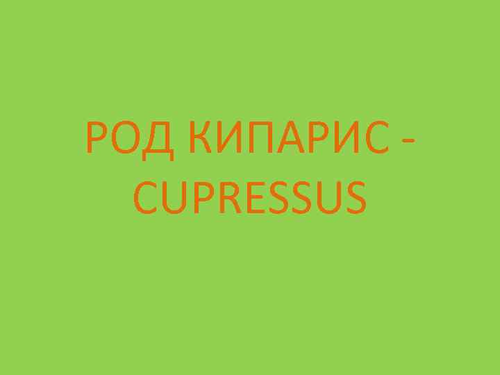 РОД КИПАРИС CUPRESSUS 