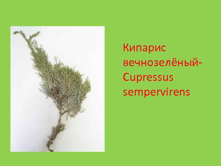 Кипарис вечнозелёный. Cupressus sempervirens 