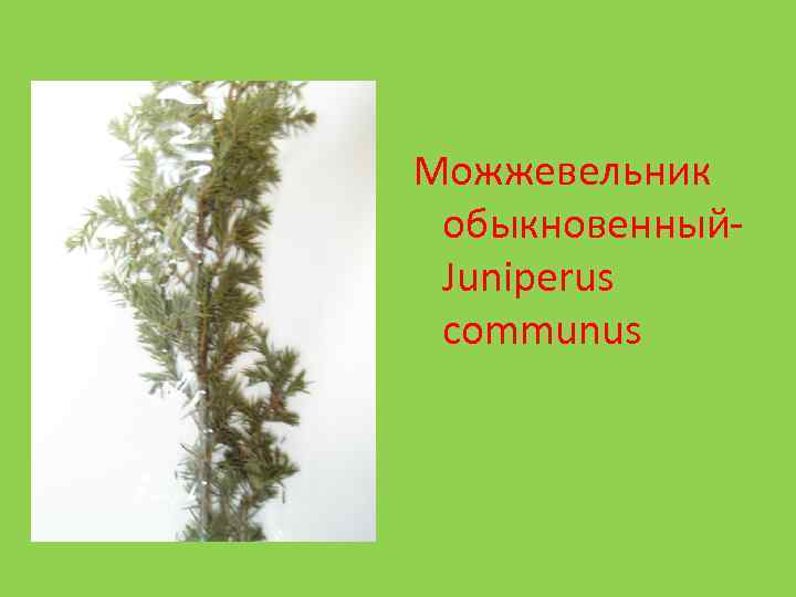 Можжевельник обыкновенный. Juniperus communus 