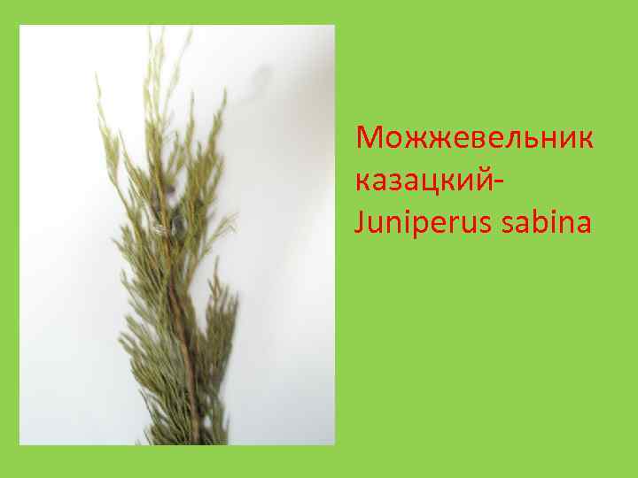 Можжевельник казацкий. Juniperus sabina 
