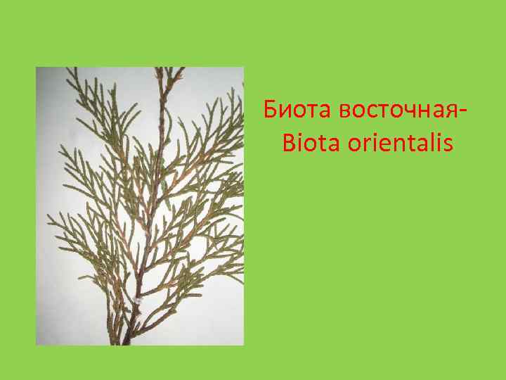 Биота восточная. Biota orientalis 