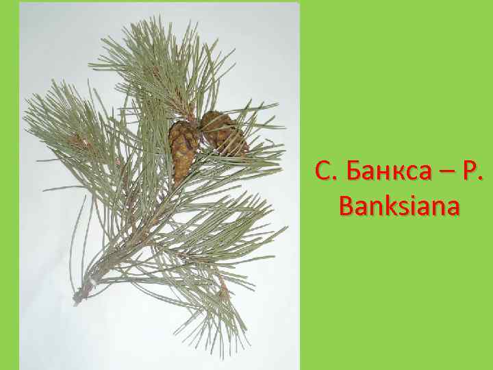 С. Банкса – P. Banksiana 