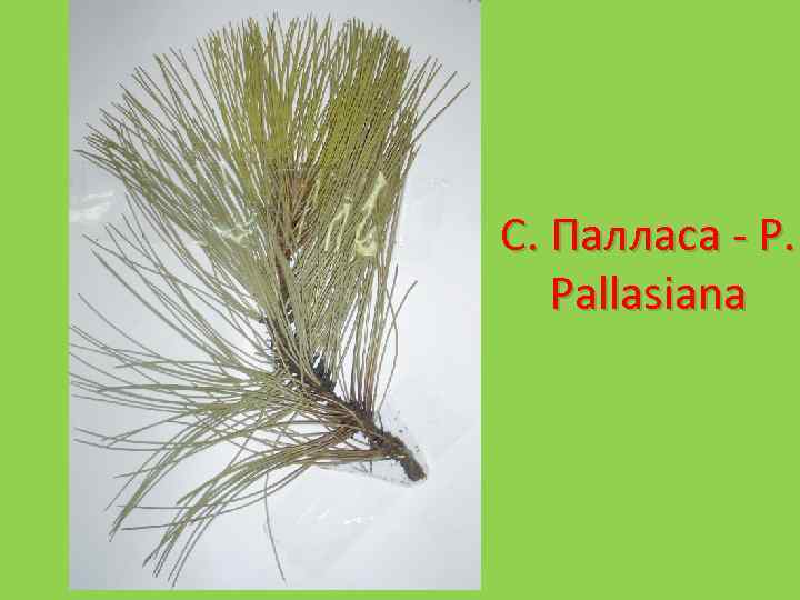 С. Палласа - P. Pallasiana 