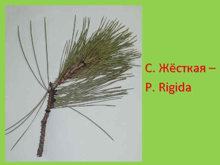 С. Жёсткая – P. Rigida 