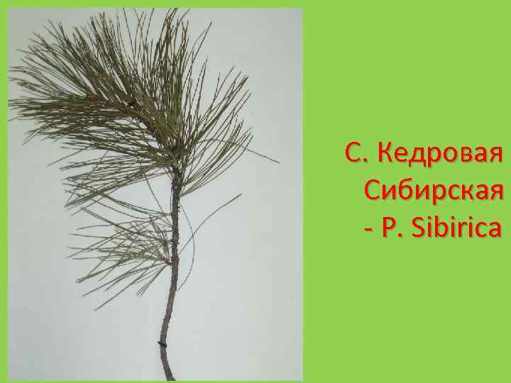 С. Кедровая Сибирская - P. Sibirica 