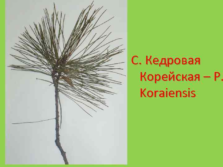 С. Кедровая Корейская – P. Koraiensis 