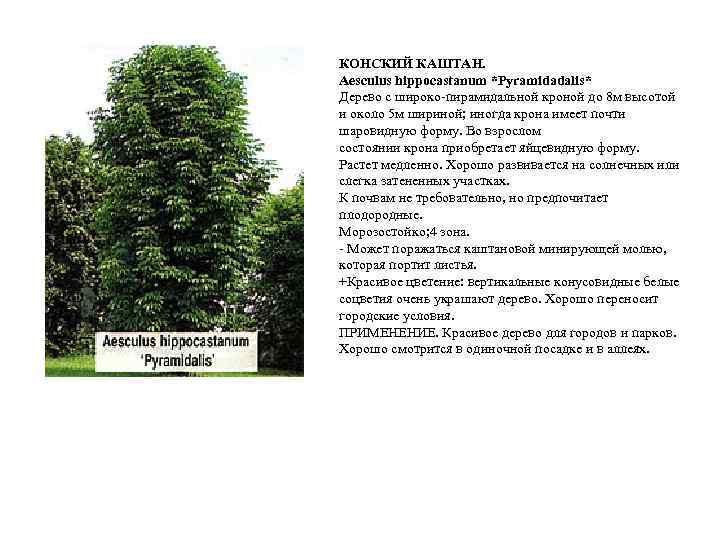 Каштан конский pyramidalis