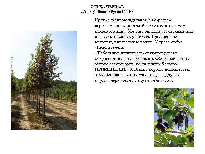 ОЛЬХА ЧЕРНАЯ. Alnus glutinosa *Pyramidalis* Крона узкопирамидальная, с возрастом веретеновидная; листья более округлые, чем