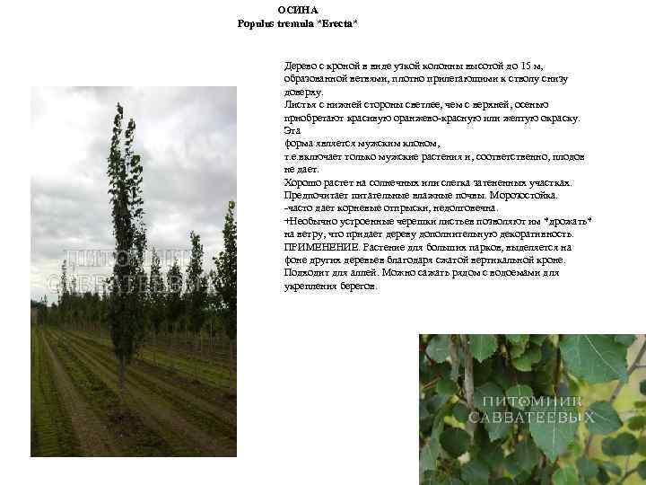 ОСИНА Populus tremula *Erecta* Дерево с кроной в виде узкой колонны высотой до 15