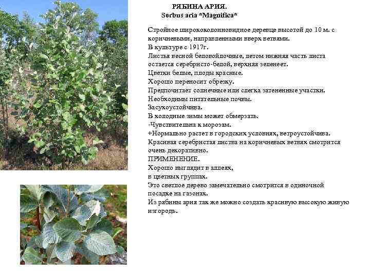 РЯБИНА АРИЯ. Sorbus aria *Magnifica* Стройное ширококолонновидное деревце высотой до 10 м. с коричневыми,