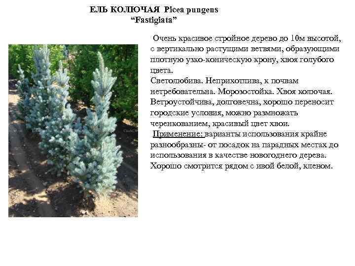 ЕЛЬ КОЛЮЧАЯ Picea pungens “Fastigiata” Очень красивое стройное дерево до 10 м высотой, с