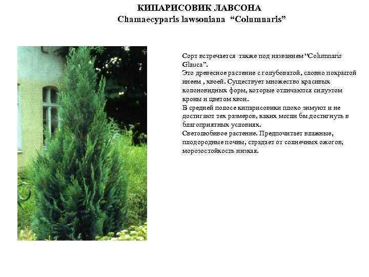 КИПАРИСОВИК ЛАВСОНА Chamaecyparis lawsoniana “Columnaris” Сорт встречается также под названием “Columnaris Glauca”. Это древесное