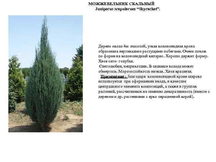 МОЖЖЕВЕЛЬНИК СКАЛЬНЫЙ Juniperus scopulorum “Skyrocket”. Дерево около 4 м высотой, узкая колоновидная крона образована