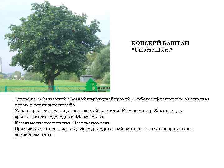 КОНСКИЙ КАШТАН “Umbraculifera” Дерево до 5 -7 м высотой с ровной шаровидной кроной. Наиболее