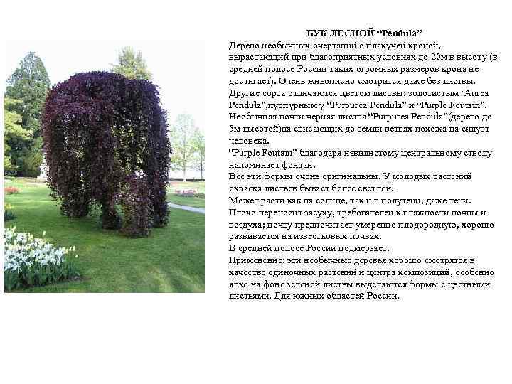 БУК ЛЕСНОЙ “Pendula” Дерево необычных очертаний с плакучей кроной, вырастающий при благоприятных условиях до