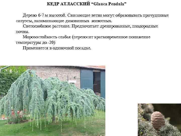 КЕДР АТЛАССКИЙ “Glauca Pendula” Дерево 6 -7 м высотой. Свисающие ветви могут образовывать причудливые