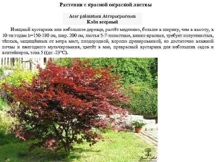 Растения с красной окраской листвы Acer palmatum Atropurpureum Клён веерный Изящный кустарник или небольшое