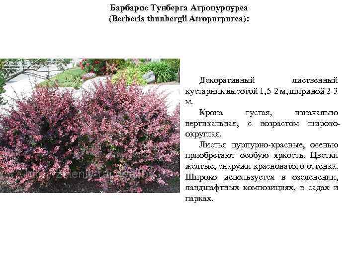 Барбарис Тунберга Атропурпуреа (Berberis thunbergii Atropurpurea): Декоративный лиственный кустарник высотой 1, 5 -2 м,