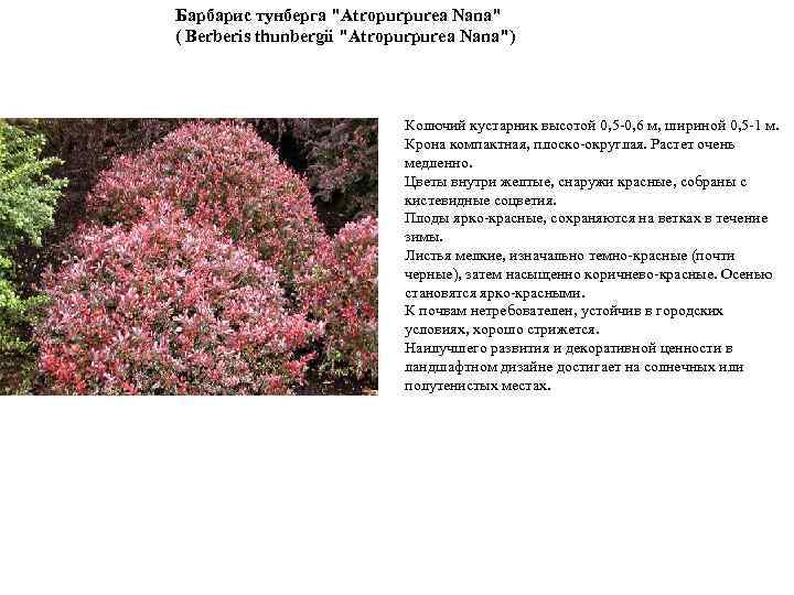 Барбарис тунберга "Atropurpurea Nana" ( Berberis thunbergii "Atropurpurea Nana") Колючий кустарник высотой 0, 5