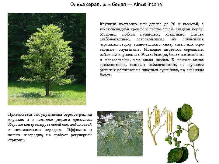 Ольха серая, или белая — Alnus incana Крупный кустарник или дерево до 20 м