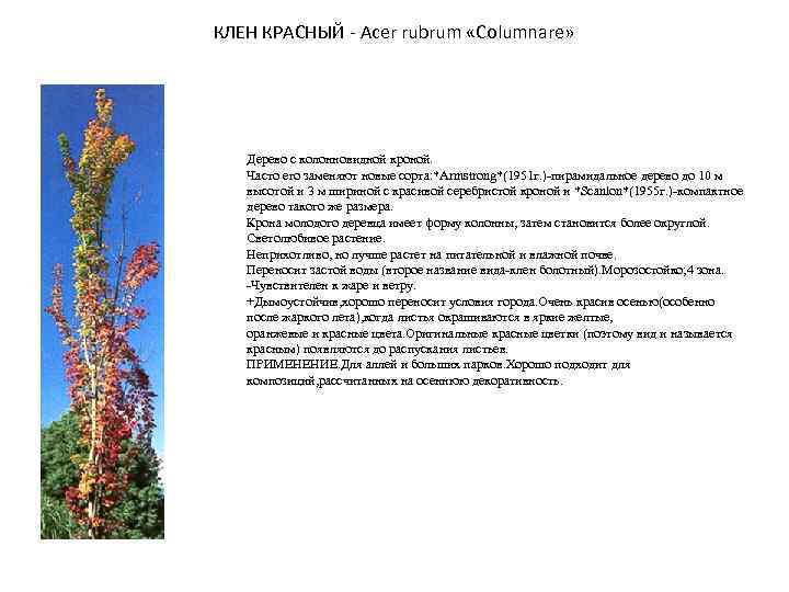 КЛЕН КРАСНЫЙ - Acer rubrum «Columnare» Дерево с колонновидной кроной. Часто его заменяют новые