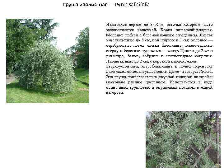 Груша иволистная — Pyrus salicifolia Невысокое дерево до 8 -10 м, веточки которого часто