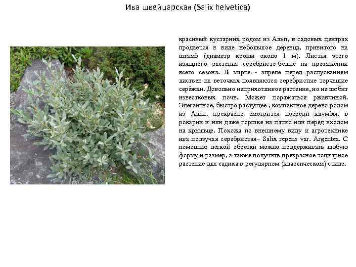 Ива швейцарская (Salix helvetica) красивый кустарник родом из Альп, в садовых центрах продается в