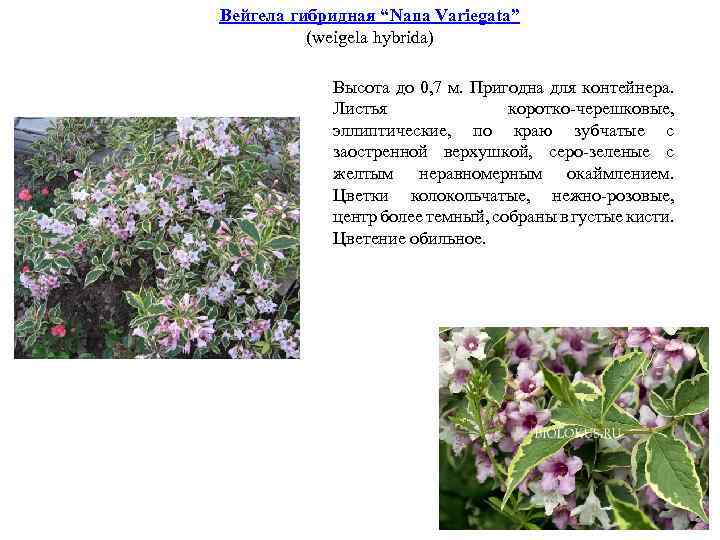 Вейгела гибридная “Nana Variegata” (weigela hybrida) Высота до 0, 7 м. Пригодна для контейнера.