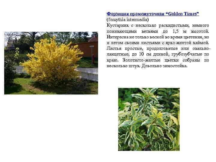 Форзиция промежуточная “Golden Times” (forsythia intermedia) Кустарник с несколько раскидистыми, немного поникающими ветвями до