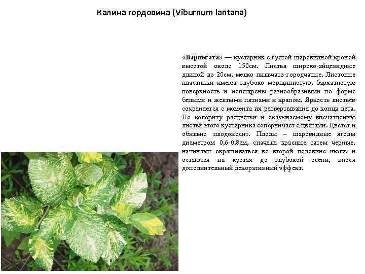 Калина гордовина (Viburnum lantana) «Вариегата» — кустарник с густой шаровидной кроной высотой около 150