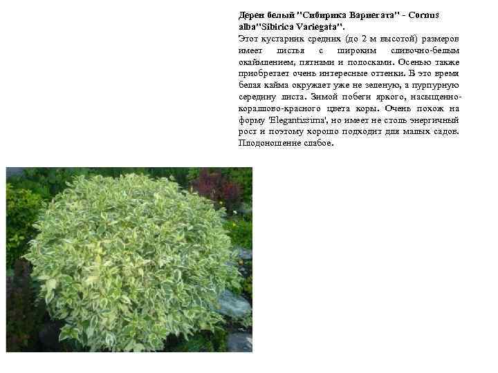 Дерен белый "Сибирика Вариегата" - Cornus alba"Sibirica Variegata". Этот кустарник средних (до 2 м