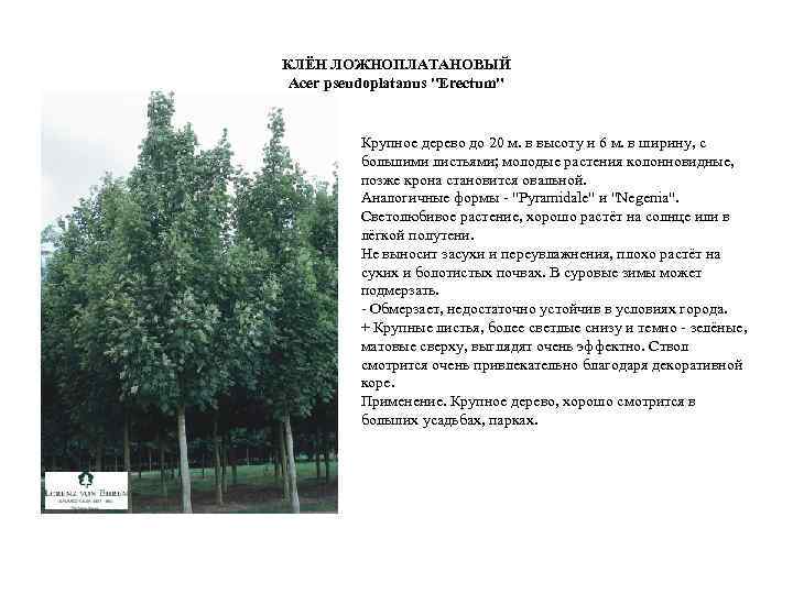 КЛЁН ЛОЖНОПЛАТАНОВЫЙ Acer pseudoplatanus "Erectum" Крупное дерево до 20 м. в высоту и 6