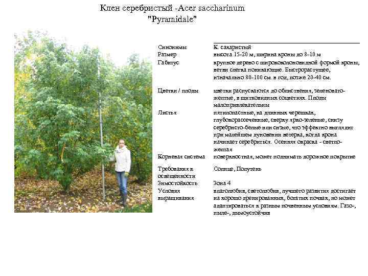 Клен серебристый -Acer saccharinum "Pyramidale" Синонимы Размер Габитус К. сахаристый высота 15 -20 м,