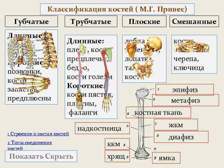 Классификация костей ( М. Г. Привес) Губчатые Длинные: рёбра, грудина Короткие: позвонки, кости запястья,
