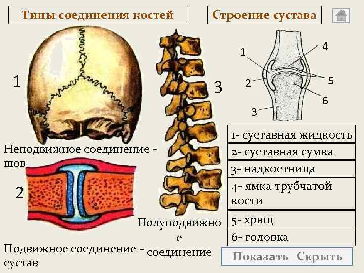 Типы соединения костей Строение сустава 4 1 1 3 2 3 Неподвижное соединение шов