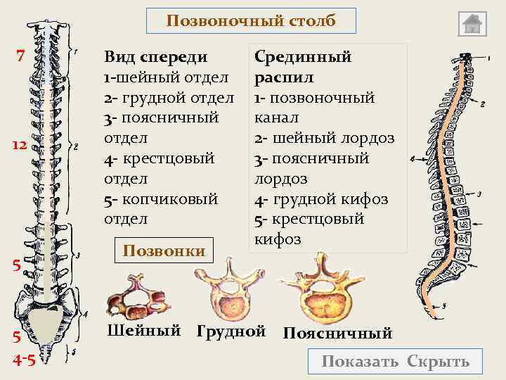 Позвоночный столб 7 12 5 5 4 -5 Вид спереди 1 -шейный отдел 2