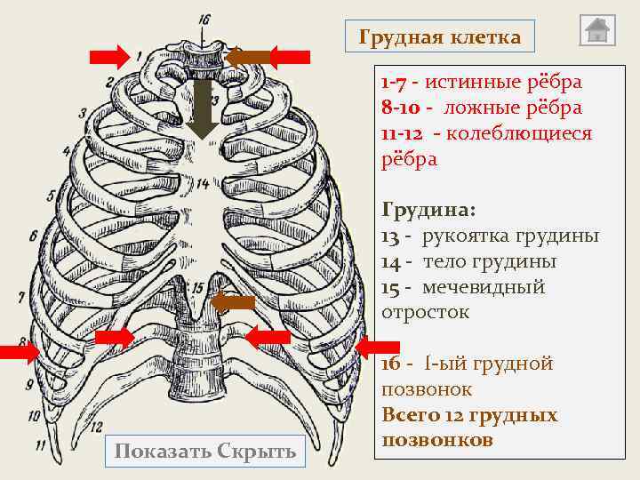 Грудная клетка 1 -7 - истинные рёбра 8 -10 - ложные рёбра 11 -12